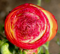 Ranunculus